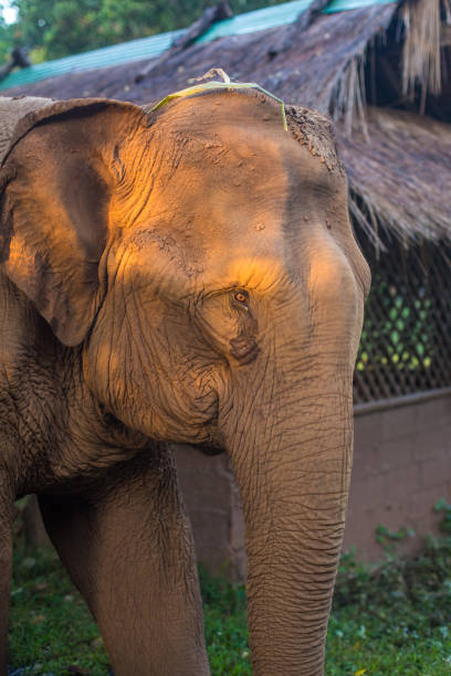 Portrait of an elephant walking in the Natural Park in Chiang Mai, Thailand