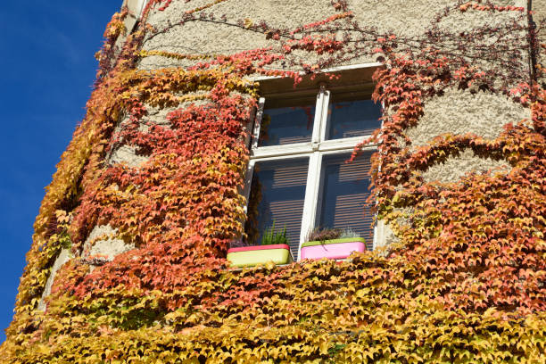 window with ivy on facade in sunshine