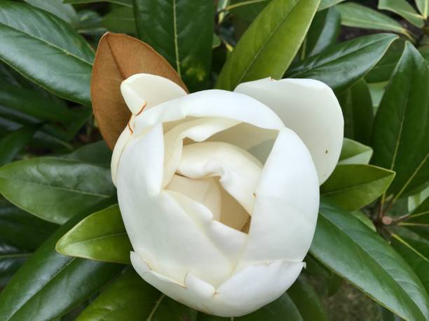 istock Close Shot of White Flower 640029968