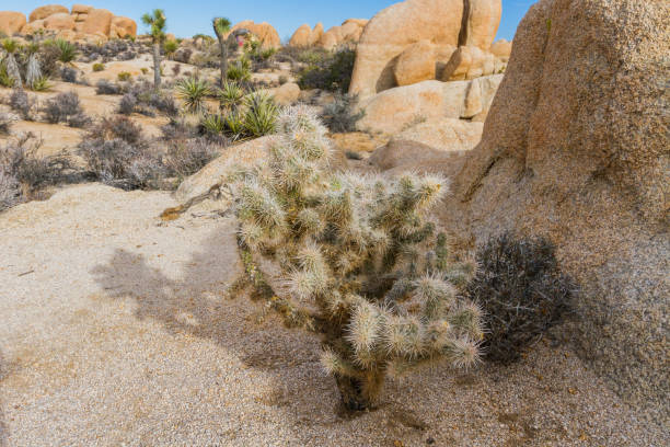 istock The white Sactus in the Joshua Tree National Park 640031012