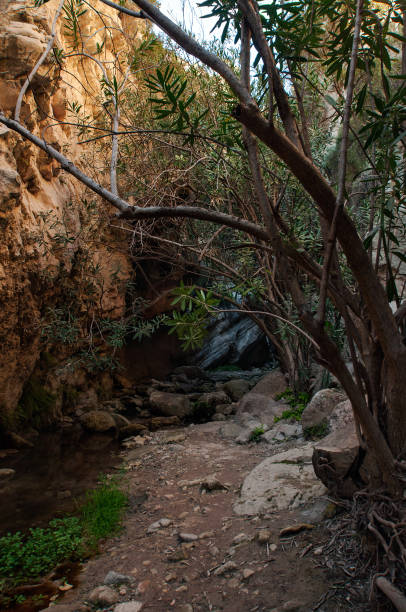 Entrence in Avakas Canyon Nature landscape. Entrence in Avakas Canyon. Cyprus. entrence stock pictures, royalty-free photos & images