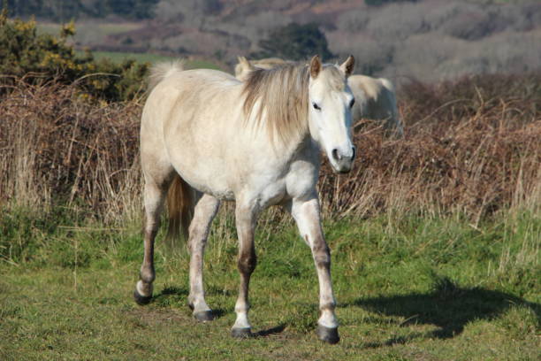 istock Grey horse in a field 640034538
