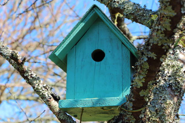 istock Green birdhouse in a tree 640034756