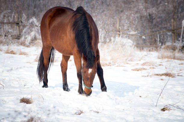 istock Dark horse on the snow 640036030