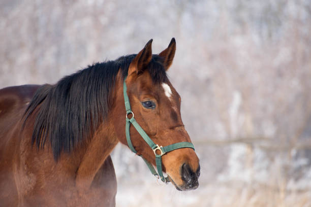 istock Dark horse on the snow 640036060