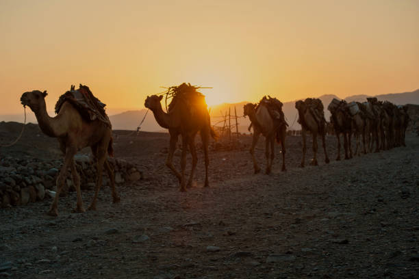 istock Camel caravan in the Danakil region, Ethiopia 640036270