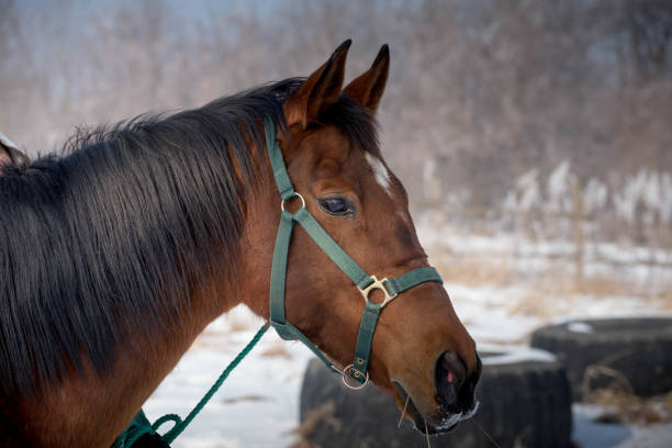 istock Dark horse on the snow 640038582