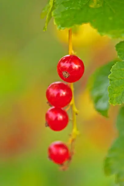 Photo of Red currant in the garden close-up