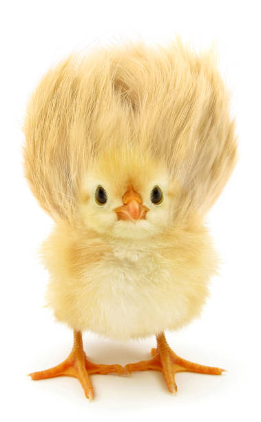 istock Crazy yellow chick with ridiculous hair 640039300