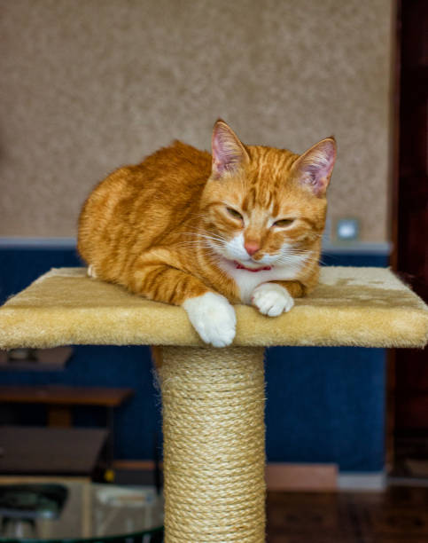 istock Beautiful and friendly and domestic red cat 640040382