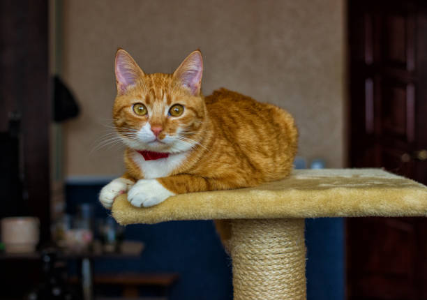 istock Beautiful and friendly and domestic red cat 640041942