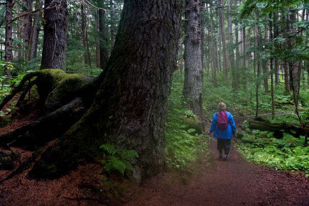 istock Hiking past a giant tree in Alaska 640042470