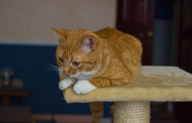istock Beautiful and friendly and domestic red cat 640042516