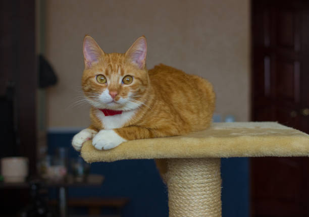 istock Beautiful and friendly and domestic red cat 640042576