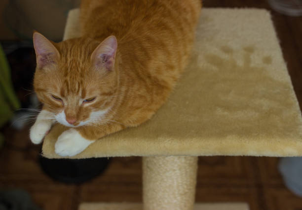 istock Beautiful and friendly and domestic red cat 640042590
