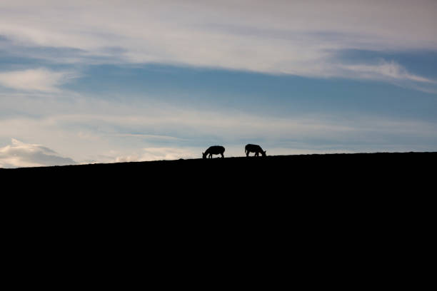 istock Silhouette of donkeys during sunset in Peru 640042886