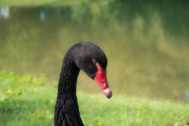 istock Portrait of  Black Swan 640043374