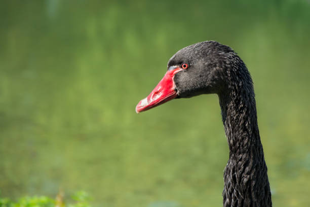 istock Portrait of Black Swan 640043400