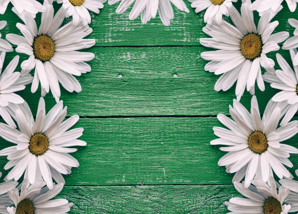 istock Daisy chamomile flowers on wooden background 640045606