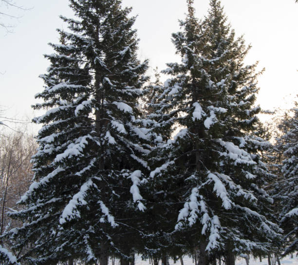 istock Snow-covered spruce on a Sunny winter day the Park 640046378
