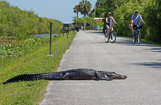 everglades national park florida, tourist cycling past aligator - american alligator zdjęcia i obrazy z banku zdjęć