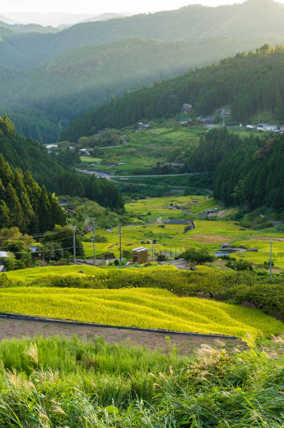 istock Agriculture landscape of Aichi prefecture. Rice paddy 640046770