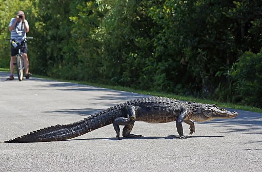Shark Valley, USA - 9 MAY 2013 - Unidentified tourist on bicycle photographing  american alligator walking accross bicycle path at Shark Valley in the Evergaldes National Park.Shary Valley is a popular tourist destination within the Everglades National Park