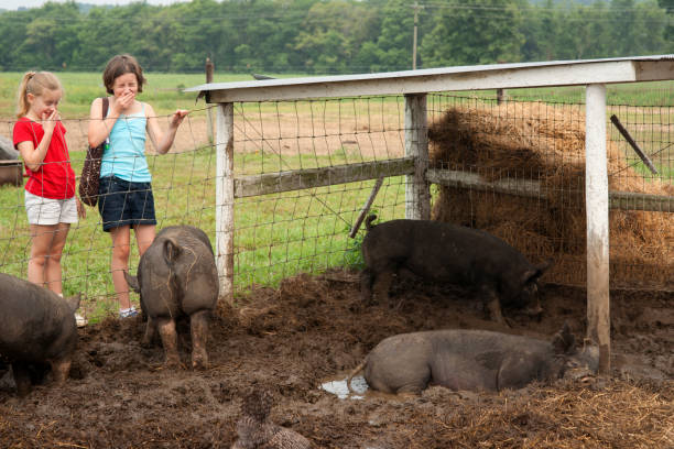 istock Visiting a smelly pig farm 640047380