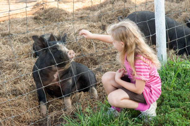 istock Girl pets a pig 640048462