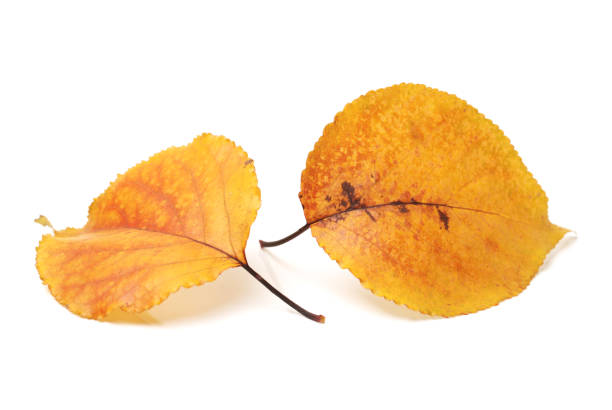 istock Autumn leaves  on a white background 640049052
