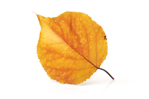 folhas de outono em um fundo branco - isolated on white high key saturated color horizontal - fotografias e filmes do acervo