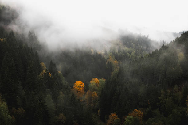 istock Foggy landscape in the Harz 640051790