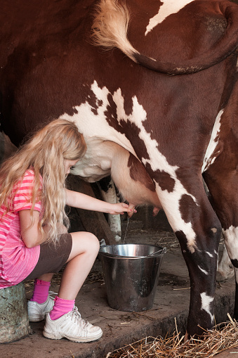 Caucasian girl with long blond hair aged 11 years sits on a stool inside a barn and milks a cow on a summer day, Indiana, USA