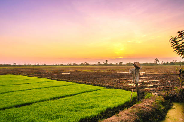 istock scarecrow in rice field on sunset background 640052062
