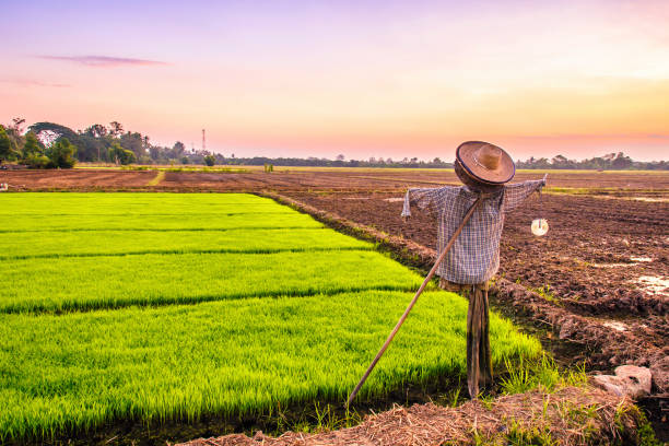 istock scarecrow in rice field on sunset background 640052086