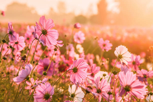 istock Cosmos flowers blooming in the morning 640052322