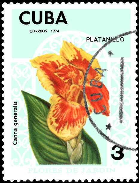 istock Postage stamp printed in Cuba shows the flower Canna generalis 640052610