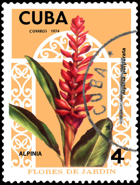 Selo de postagem impresso em Cuba mostra a flor Alpinia purpurata - foto de acervo