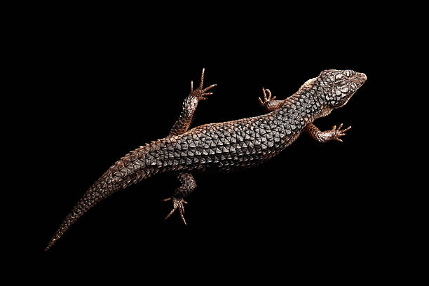 istock brown skink, tropidophorus baconi on isolated black 640052702