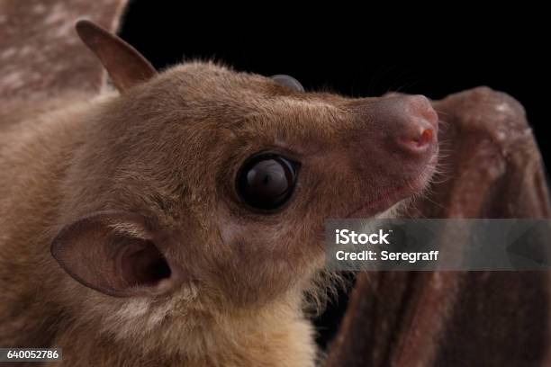 Egyptian Fruit Bat Or Rousette Black Background Stock Photo - Download Image Now - Animal, Animal Nose, Animal Wildlife