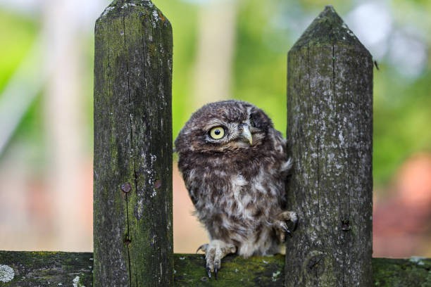 istock Little owl on a fence 640053136