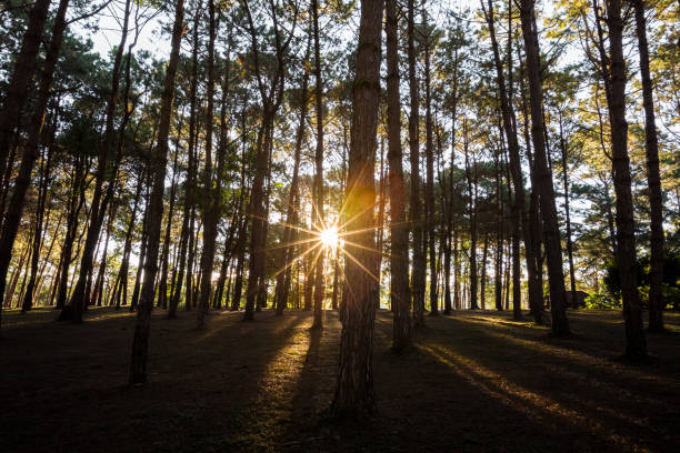 istock beauty sunbeam in nature pine forest 640057228