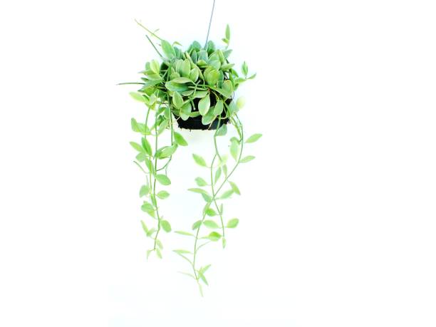 istock house plant hanging on white background 640057522