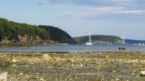 istock Maine Low Tide, Sailboats Parked, Rocky Tree Lined Coast 640061022