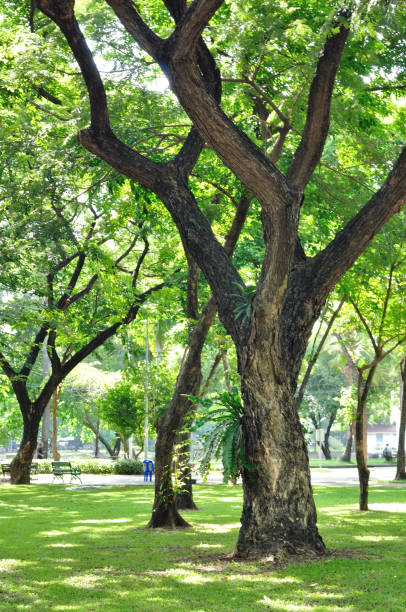 istock Garden decoration many trees, green yard be shady 640061052