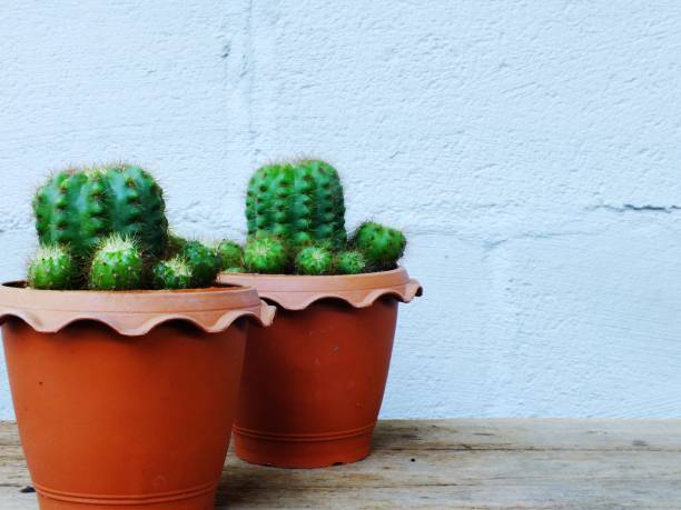 istock still life natural cactus plants on wooden background textured 640061056