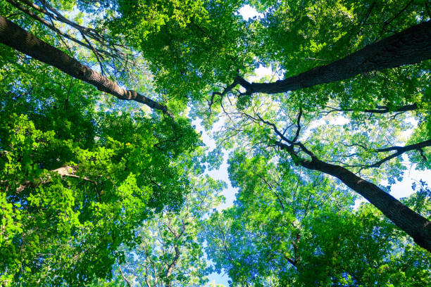 istock forest trees nature green wood sunlight backgrounds 640061762