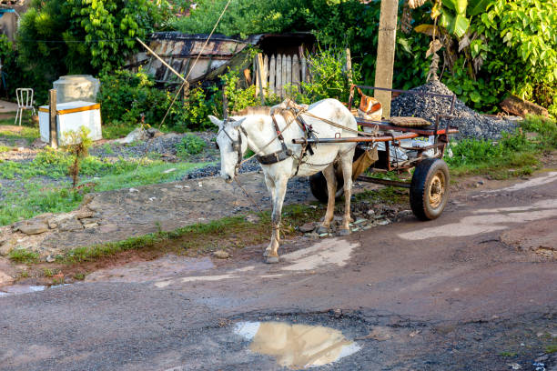 istock Horse carriage in Vinales, Cuba 640062092