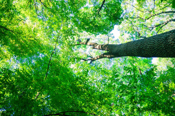 istock forest trees nature green wood sunlight backgrounds 640062134