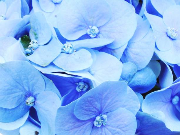 istock colorful hydrangea flower bouquet close up 640063590